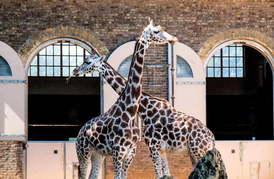 Giraffe allo zoo di Londra