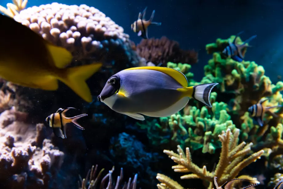 Acquario dello zoo di Londra