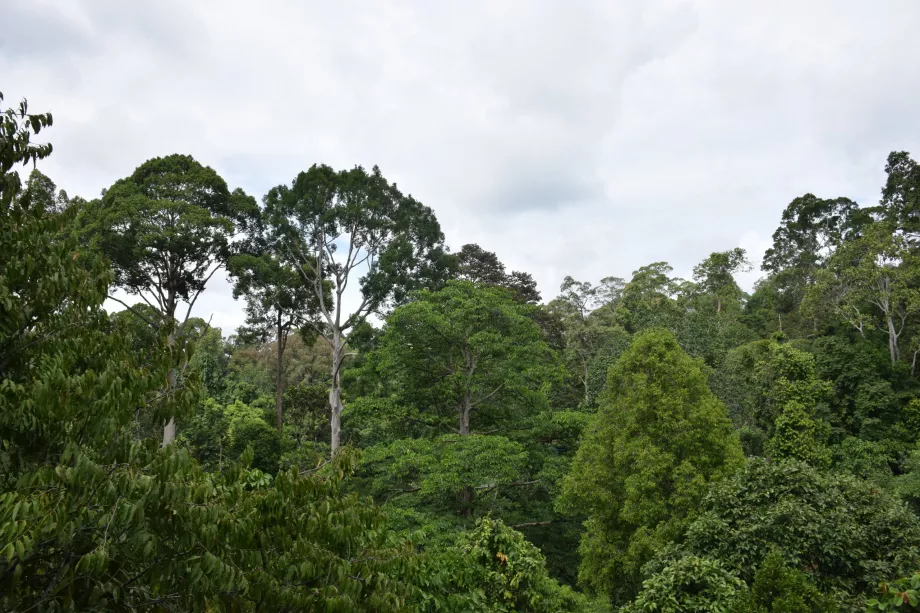 La giungla della Danum Valley, Sabah, Borneo