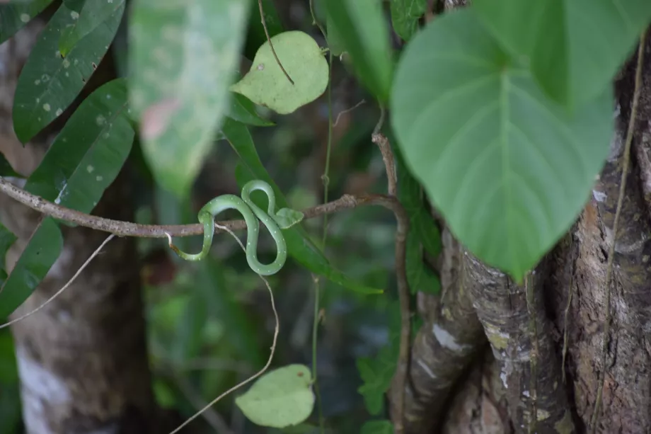 Tabin, Sabah, Borneo