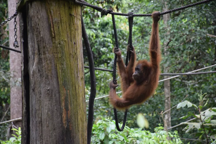 Centro di riabilitazione di Organgtan a Sepiloku, Sabah, Borneo