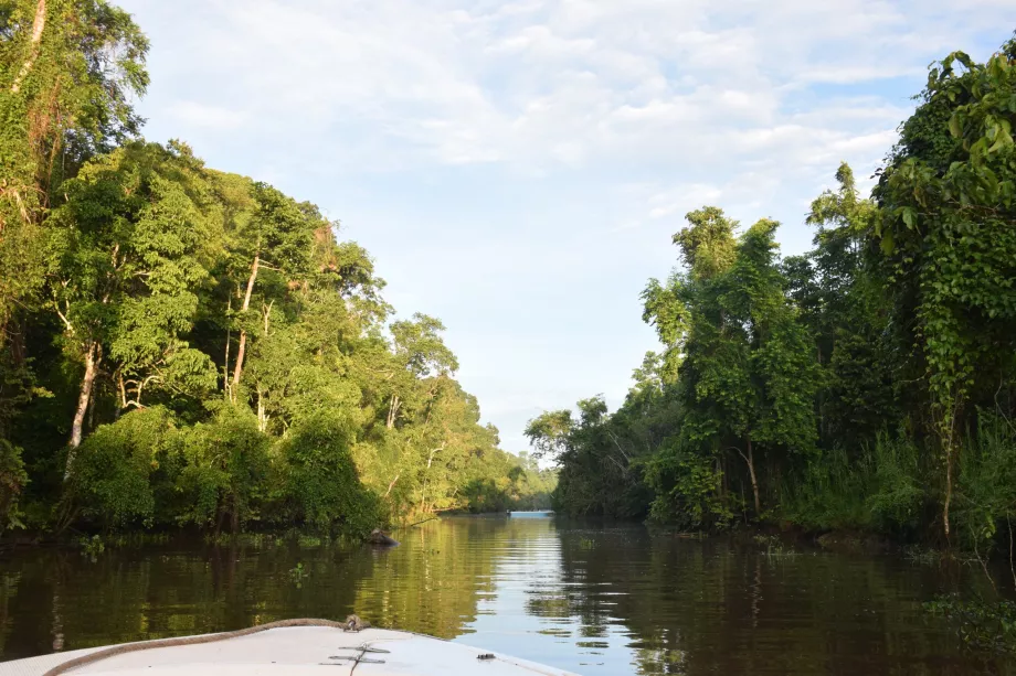 Safari fluviale sul fiume Kinabatangan, Sabah, Borneo