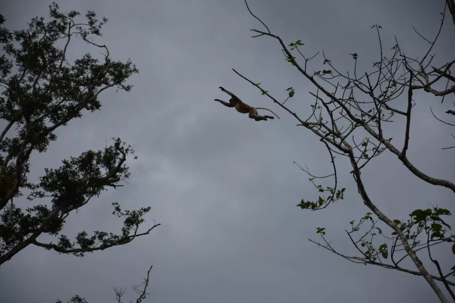 Fiume Kinabatangan, Sabah, Borneo