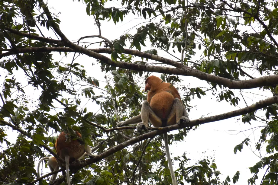 Zone umide di Klias, Sabah, Borneo