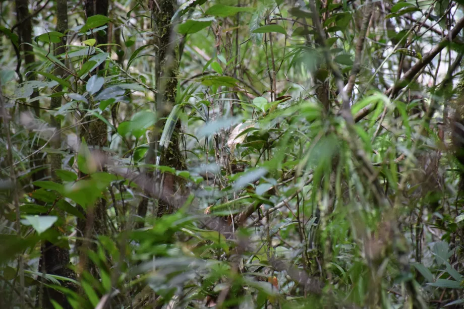 Bacino del fiume Maliau, Sabah, Borneo