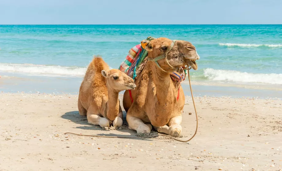 Spiaggia di Mahdia