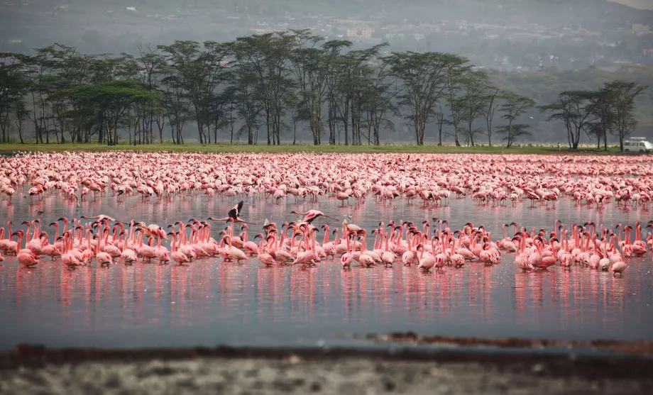 Fenicotteri a Nakuru