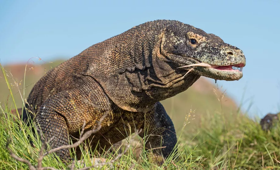 Varan di Komodo