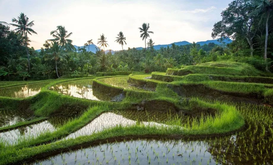 Campi di riso di Jatiluwih