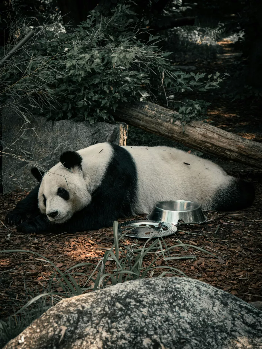 Panda gigante allo zoo di Vienna