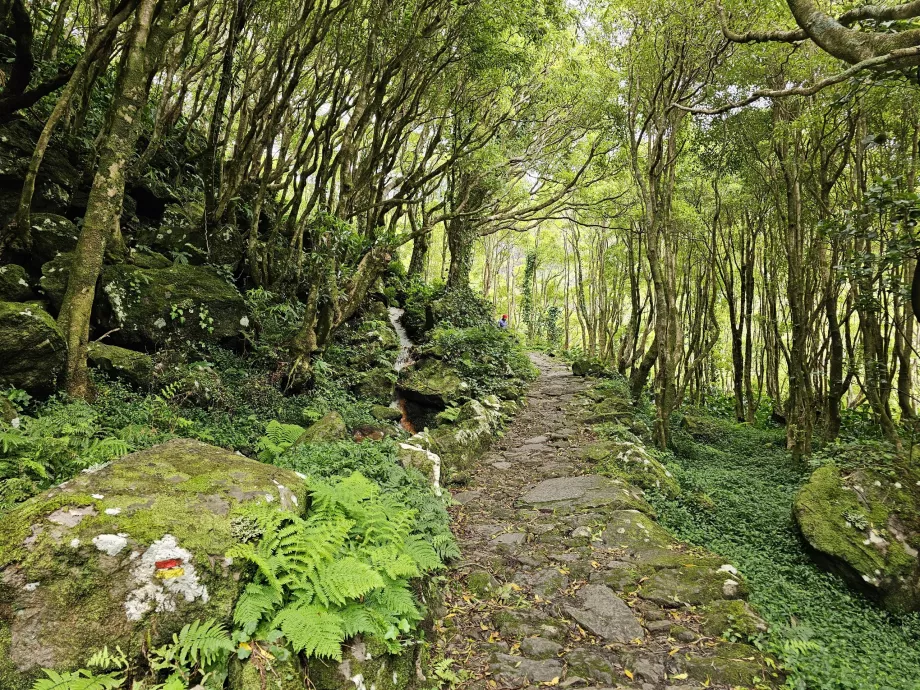 La strada per le cascate di Ribeira do Ferreiro