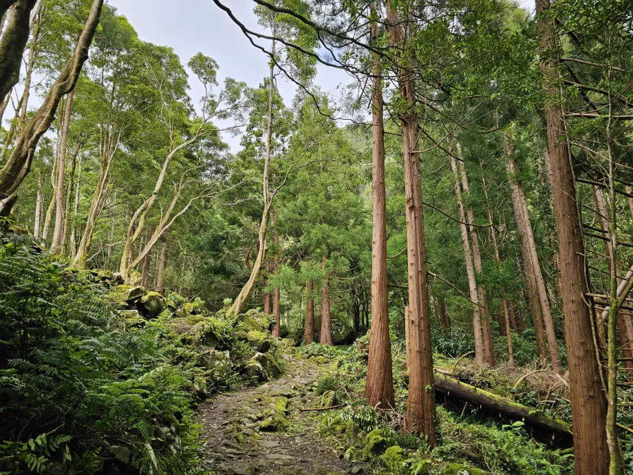 La strada per le cascate di Ferreiro