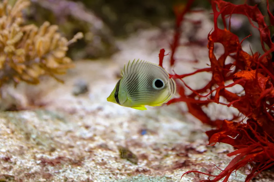 Acquario Shedd