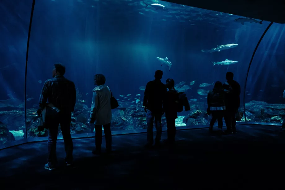 Acquario Shedd