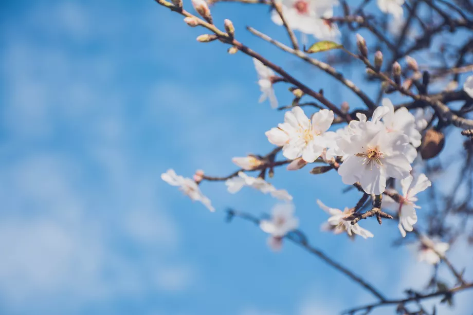 Mandorlo in fiore