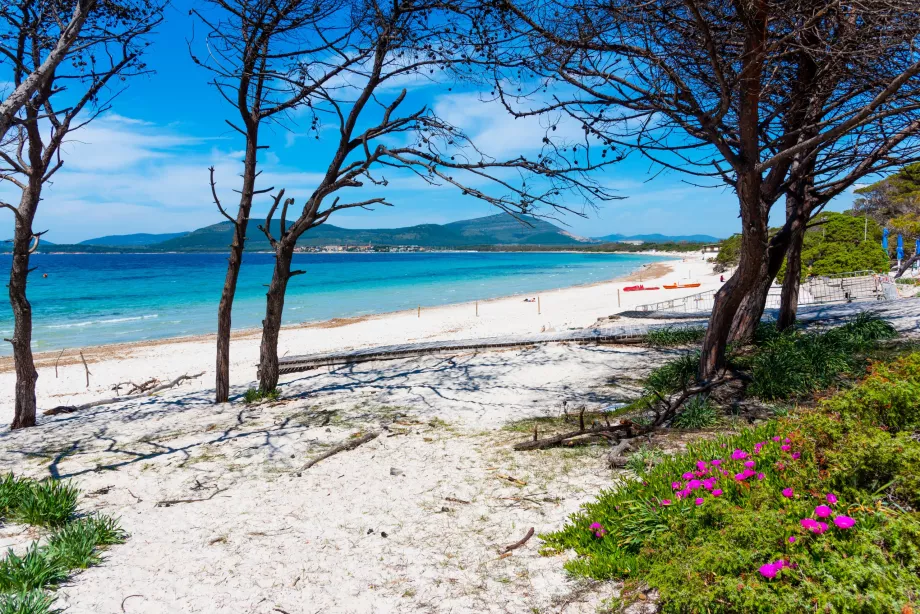 Spiagge ad Alghero