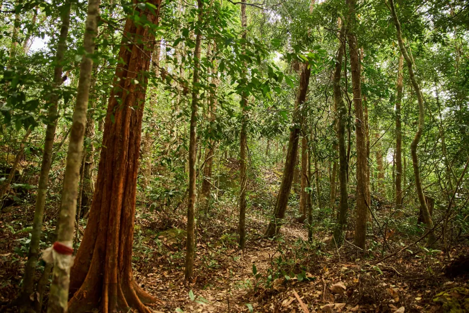 Parco nazionale, Phu Quoc, Vietnam