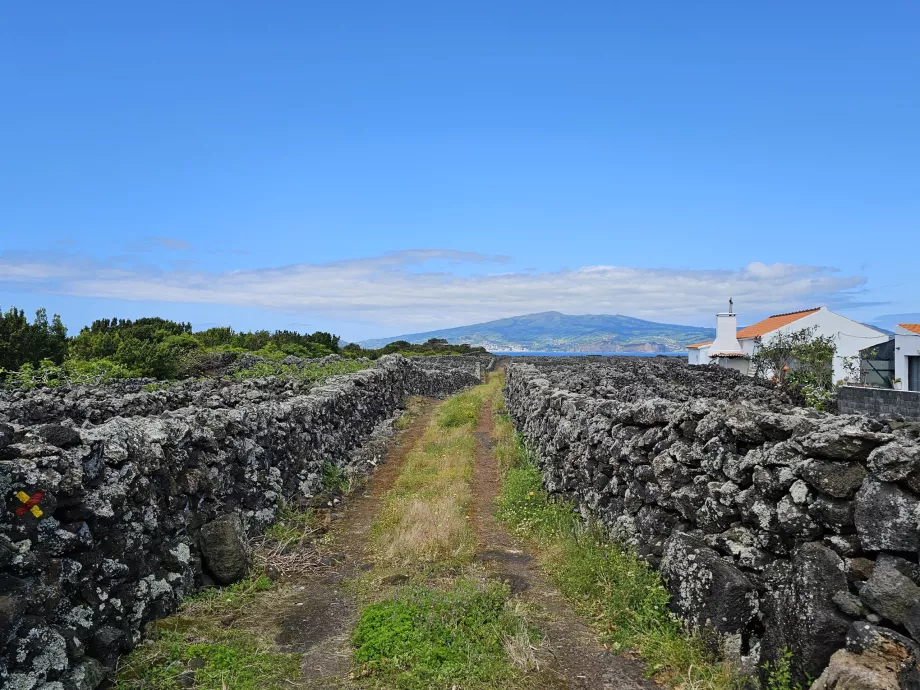 Percorso a piedi tra i vigneti di Criacao Velha