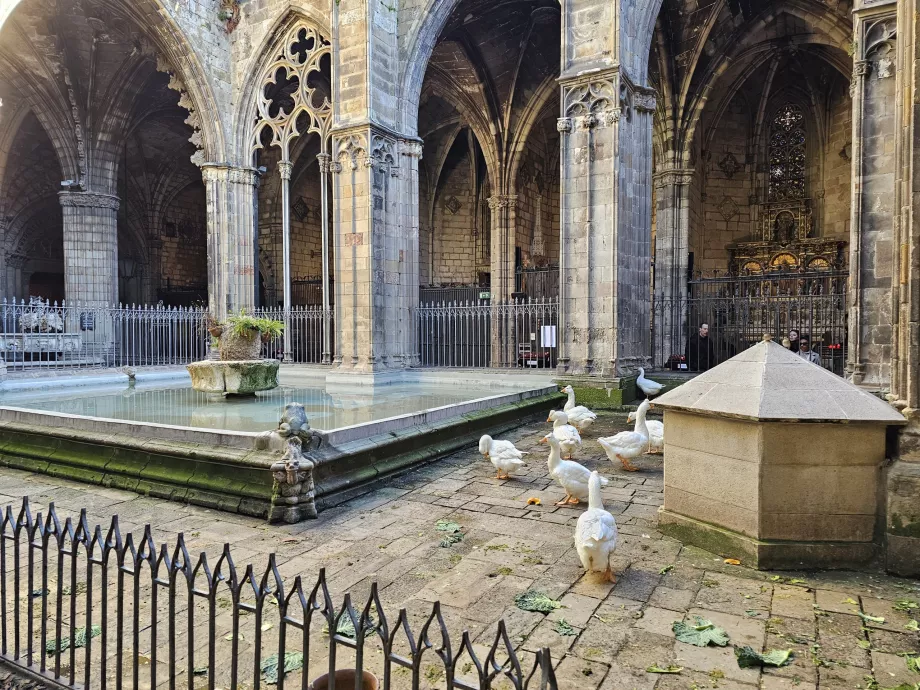 Cattedrale di Barcellona, cortile