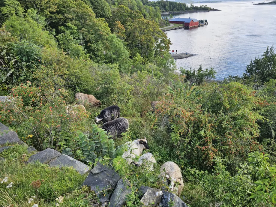 Animali sull'isola di Hovedoya