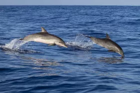 Delfini di Madeira