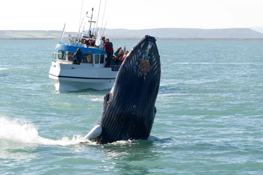 Whale watching