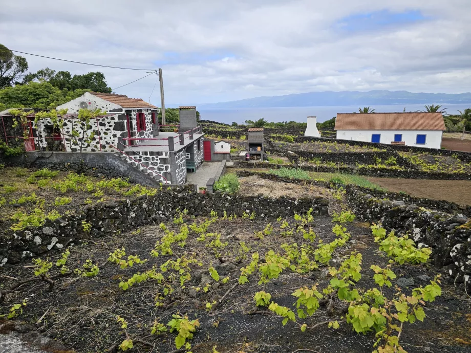 Vigneti Lava, Ribeirinha