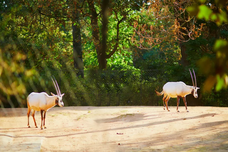 Zoo nel Jardin des Plantes