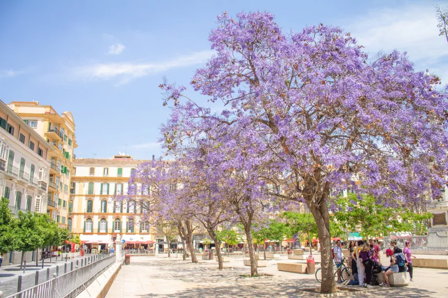 Alberi di Jacaranda