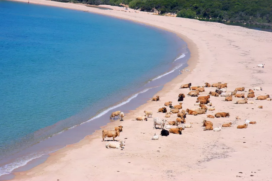 Spiaggia Erbaju