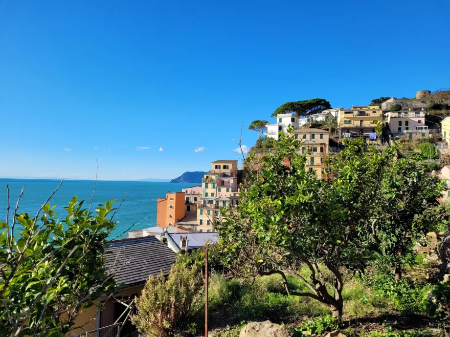 Aranci a Riomaggiore