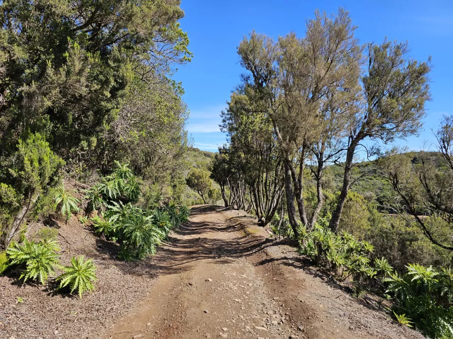 Variante del percorso verso Alto de Garajonay