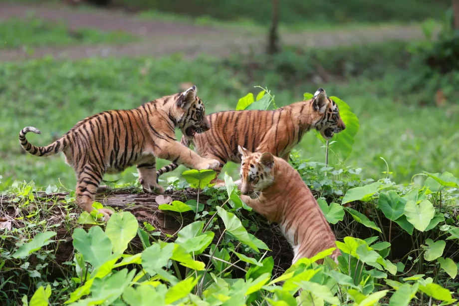 Zoo di Ragunan