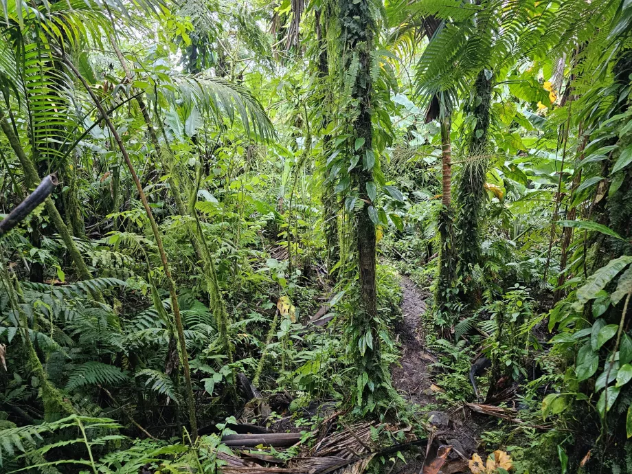 Sentiero della foresta di Elfin