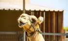 Parco dei cammelli
