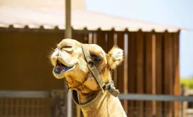 Parco dei cammelli