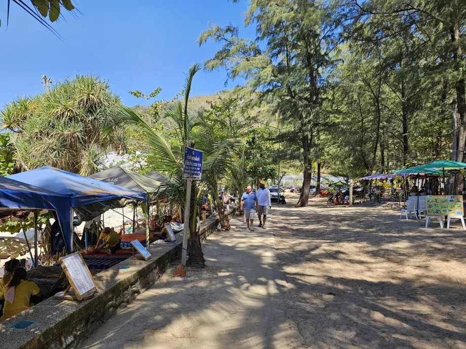 Pini presso la spiaggia di Nai Harn