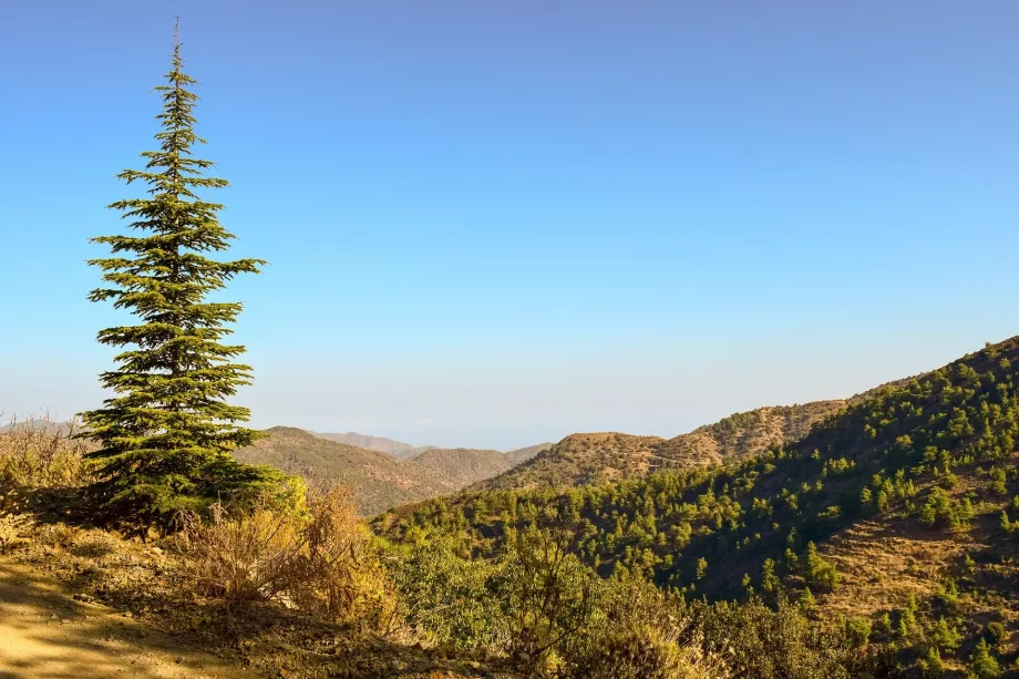 Abete rosso di Troodos