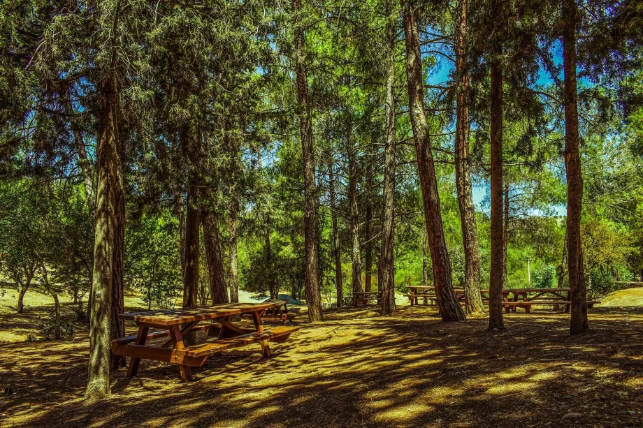 Foresta di Troodos