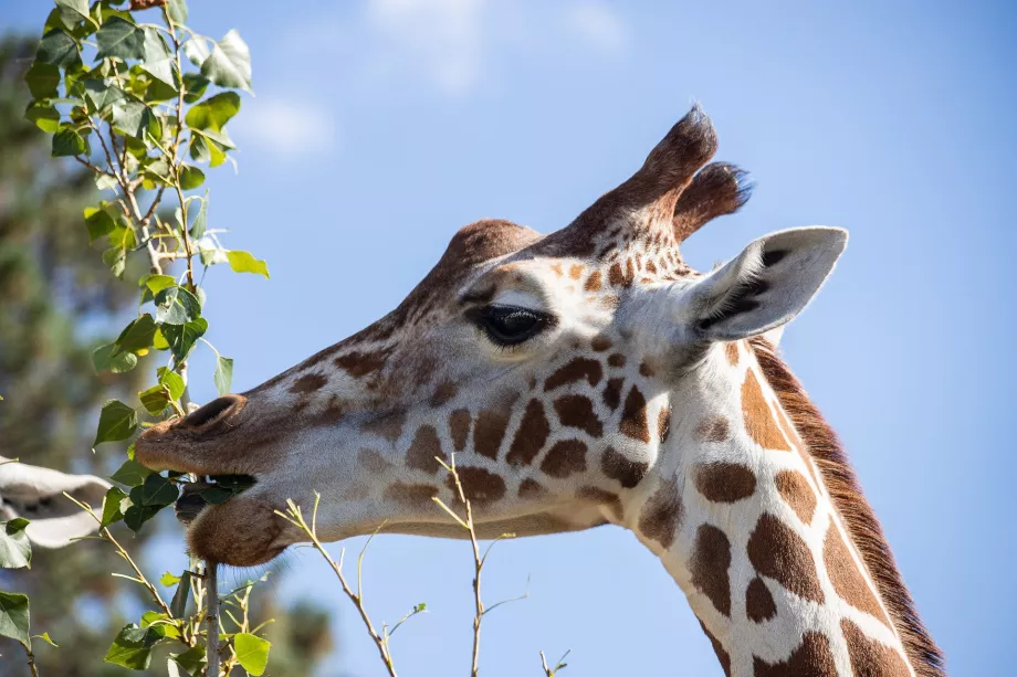 Giraffa allo zoo di Schönbrunn