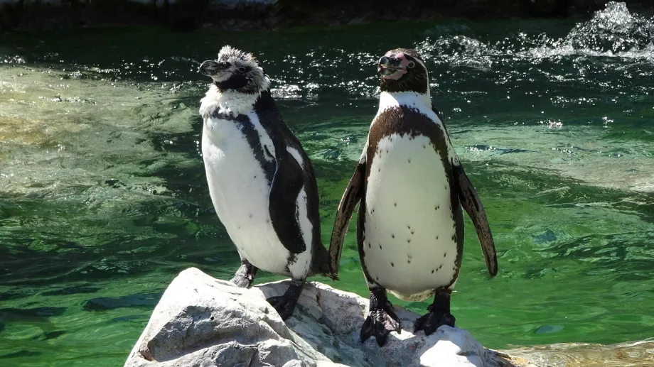 Pinguino allo zoo di Schönbrunn