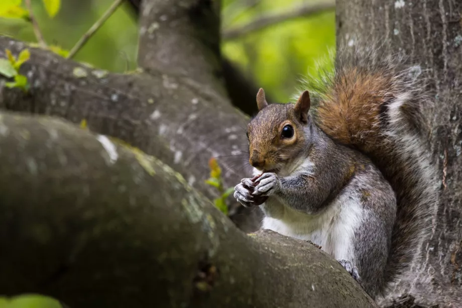 Scoiattolo a Hyde Park