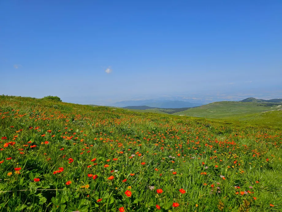 Prati sui monti Vitosha