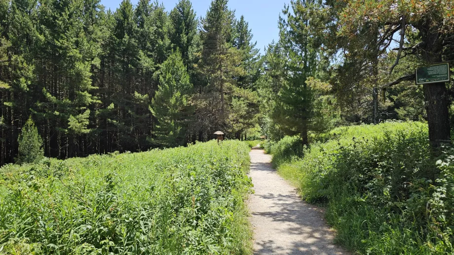 Foreste nelle basse quote dei monti Vitosha