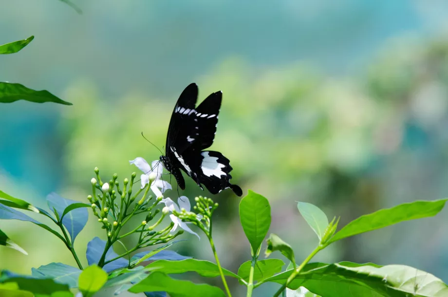 Giardino delle farfalle