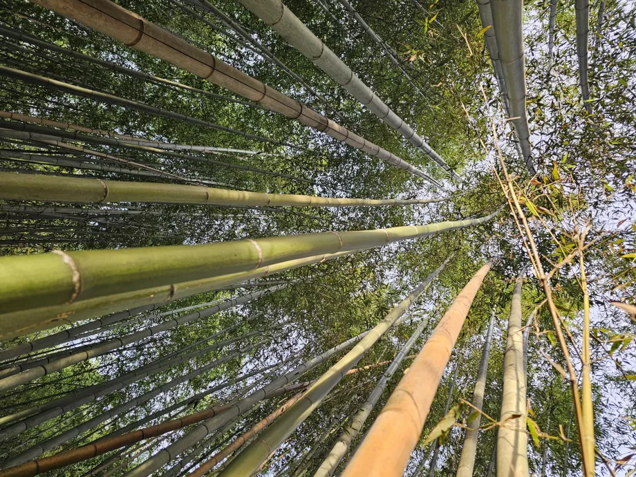 Foresta di bambù