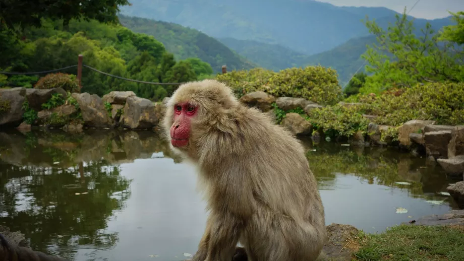 Parco delle scimmie di Arashiyama