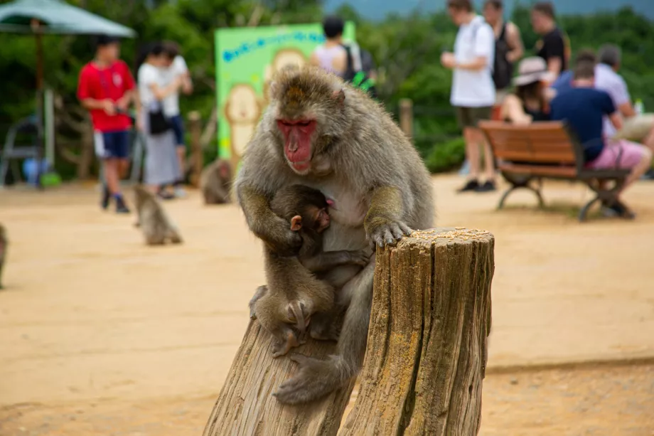 Parco delle scimmie di Iwatayama