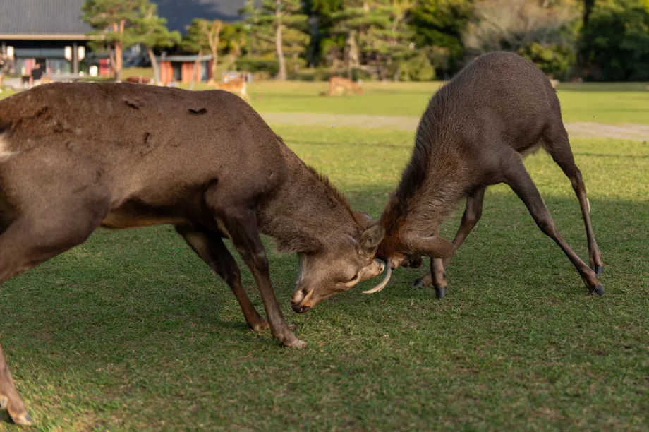 Parco di Nara