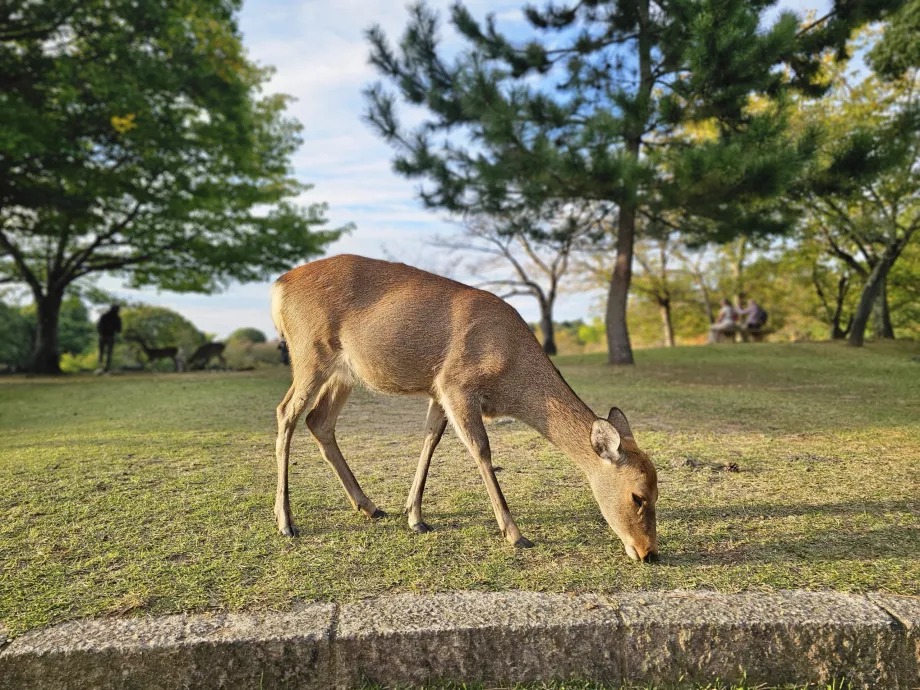 Parco di Nara